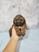 Gizmo, a male Shihpoo for sale in Henderson, NV – 3 of 5