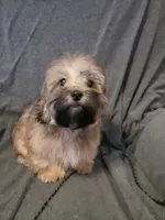 Gizmo, a male Shihpoo for sale in Henderson, NV – 2 of 2