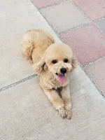 Lucy, a female Poodle - Miniature  for sale in Henderson, NV – 4 of 5