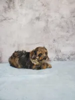 Penny, a male Shihpoo for sale in Henderson, NV – 5 of 5