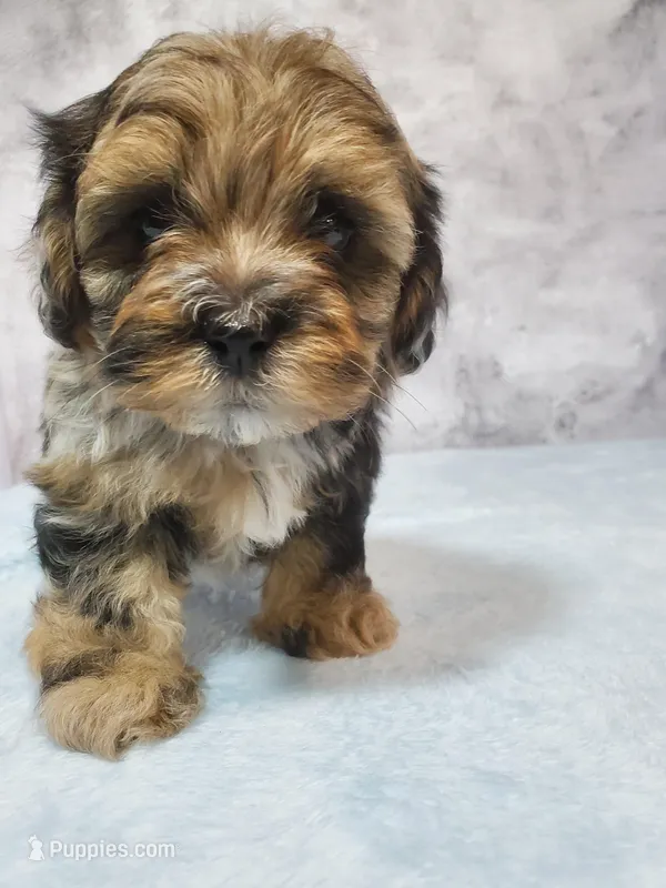Penny – Shihpoo puppy for sale in Henderson, NV
