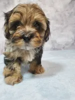 Penny, a male Shihpoo for sale in Henderson, NV – 1 of 5