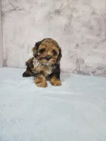 Penny, a male Shihpoo for sale in Henderson, NV – 3 of 5