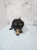 Daisy, a female Shihpoo for sale in Henderson, NV – 2 of 5
