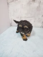 Daisy, a female Shihpoo for sale in Henderson, NV – 4 of 5