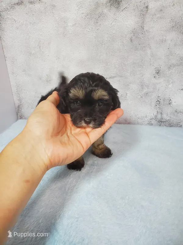 Daisy – Shihpoo puppy for sale in Henderson, NV