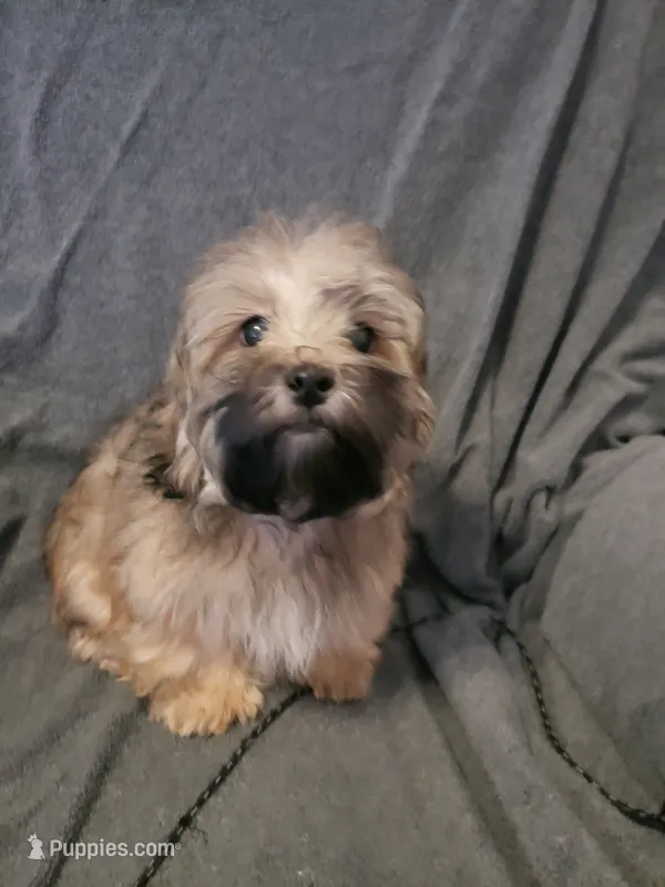 Gizmo – Shihpoo puppy for sale in Henderson, NV