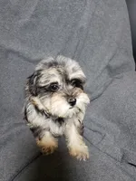 Bella, a female Shihpoo for sale in Henderson, NV – 2 of 4