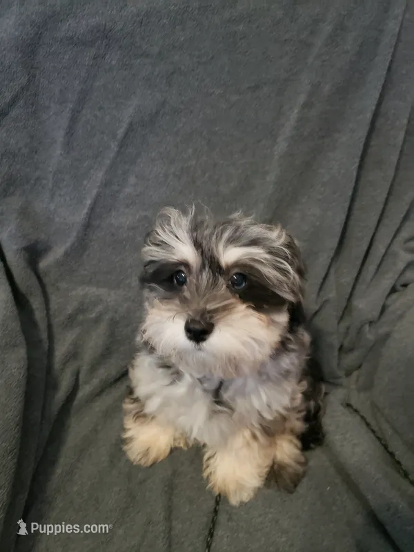Bella – Shihpoo puppy for sale in Henderson, NV