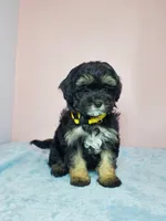 Daisy, a female Shihpoo for sale in Henderson, NV – 4 of 5