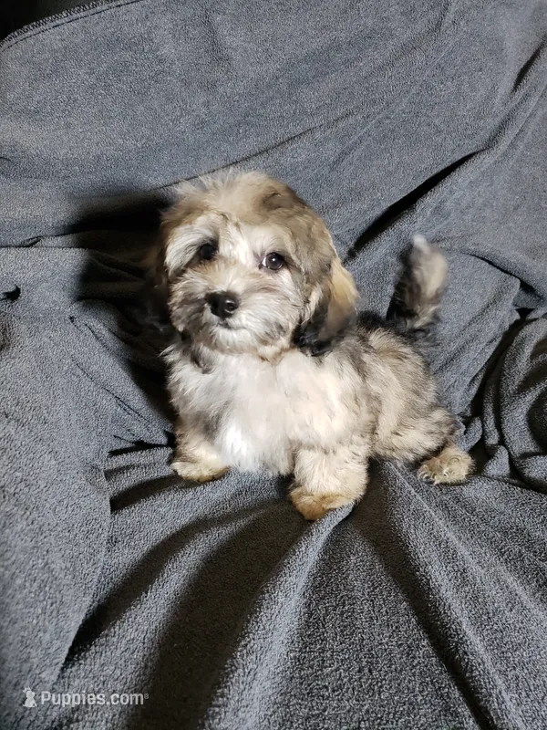 Tom – Shihpoo puppy for sale in Henderson, NV