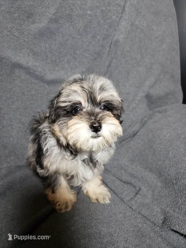 Bella – Shihpoo puppy for sale in Henderson, NV