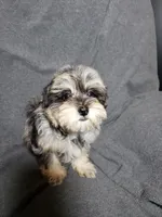 Bella, a female Shihpoo for sale in Henderson, NV – 1 of 4