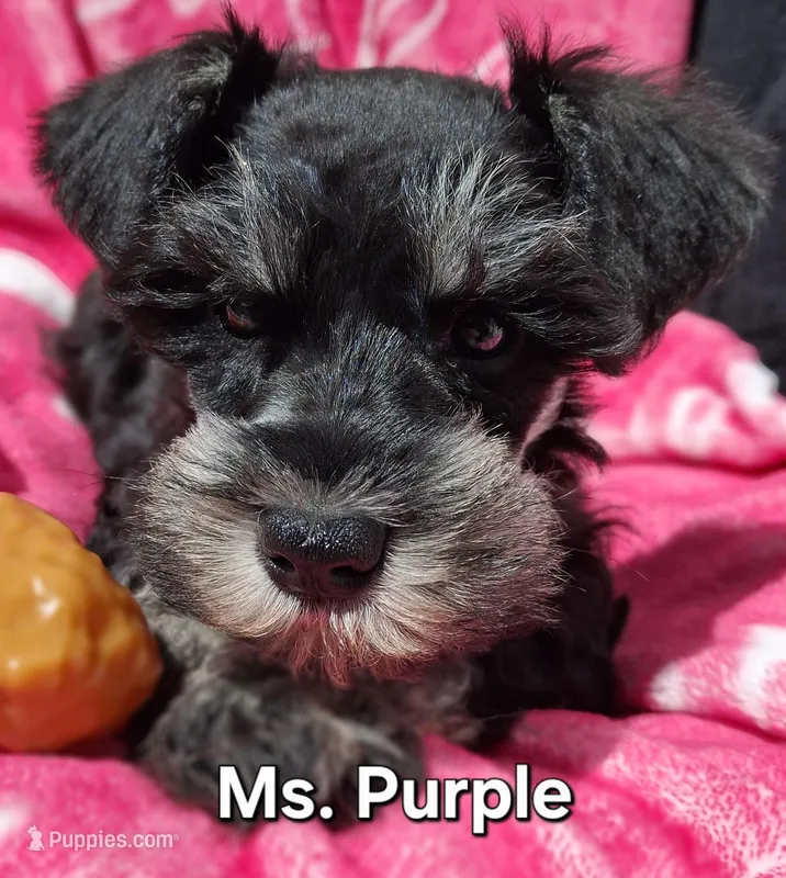 Ms. Purple durple – Miniature Schnauzer puppy for sale in Jacksonville, NC