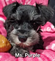 Ms. Purple durple, a female Miniature Schnauzer for sale in Jacksonville, NC – Photo 1 of 4