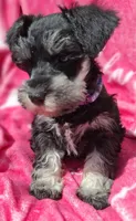 Ms. Purple durple, a female Miniature Schnauzer for sale in Jacksonville, NC – Photo 4 of 4
