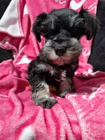 Ms. Purple durple, a female Miniature Schnauzer for sale in Jacksonville, NC – Photo 3 of 4