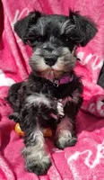 Ms. Purple durple, a female Miniature Schnauzer for sale in Jacksonville, NC – Photo 2 of 4