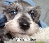 Mr. Pickles, a male Miniature Schnauzer for sale in Jacksonville, NC – Photo 2 of 5