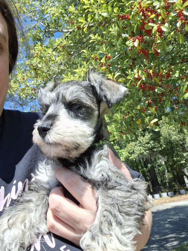 Mr. Pickles – Miniature Schnauzer puppy for sale in Jacksonville, NC