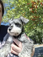 Mr. Pickles, a male Miniature Schnauzer for sale in Jacksonville, NC – Photo 1 of 5