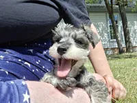 Mr. Pickles, a male Miniature Schnauzer for sale in Jacksonville, NC – Photo 5 of 5