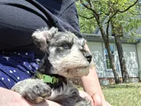 Mr. Pickles, a male Miniature Schnauzer for sale in Jacksonville, NC – Photo 4 of 5