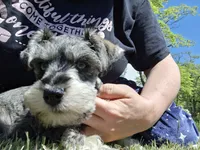 Mr. Pickles, a male Miniature Schnauzer for sale in Jacksonville, NC – Photo 3 of 5