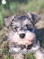 Ms. Popcorn , a female Miniature Schnauzer for sale in Jacksonville, NC – Photo 1 of 5