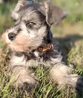Ms. Popcorn , a female Miniature Schnauzer for sale in Jacksonville, NC – Photo 5 of 5