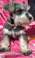 Ms. Popcorn , a female Miniature Schnauzer for sale in Jacksonville, NC – Photo 2 of 5
