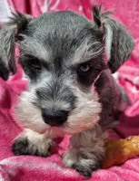 Ms. Popcorn , a female Miniature Schnauzer for sale in Jacksonville, NC – Photo 4 of 5