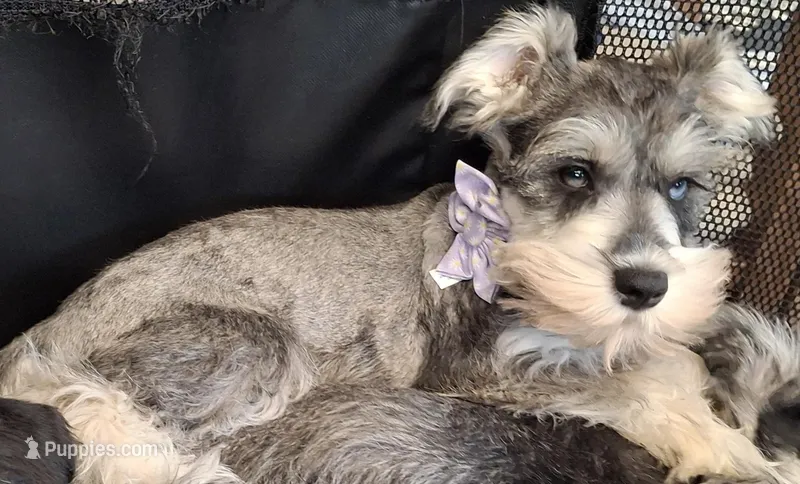 Ms. Popcorn  – Miniature Schnauzer puppy for sale in Jacksonville, NC