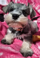 Ms. Popcorn , a female Miniature Schnauzer for sale in Jacksonville, NC – Photo 3 of 5