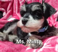 Ms. Minty, a female Miniature Schnauzer for sale in Jacksonville, NC – Photo 2 of 4