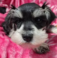 Ms. Minty, a female Miniature Schnauzer for sale in Jacksonville, NC – Photo 4 of 4