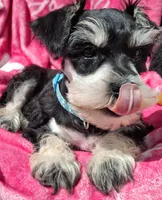 Ms. Minty, a female Miniature Schnauzer for sale in Jacksonville, NC – Photo 1 of 4