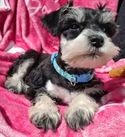 Ms. Minty, a female Miniature Schnauzer for sale in Jacksonville, NC – Photo 3 of 4