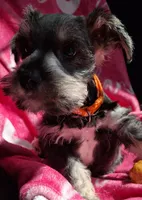 Mr. FLUSTER, a male Miniature Schnauzer for sale in Jacksonville, NC – Photo 2 of 5