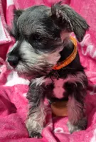 Mr. FLUSTER, a male Miniature Schnauzer for sale in Jacksonville, NC – Photo 5 of 5