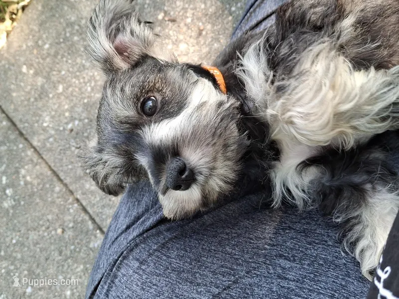 Mr. FLUSTER – Miniature Schnauzer puppy for sale in Jacksonville, NC