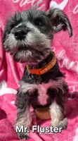 Mr. FLUSTER, a male Miniature Schnauzer for sale in Jacksonville, NC – Photo 3 of 5