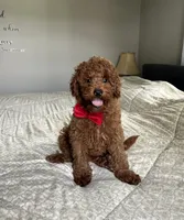 Reece - Mini, a male Miniature Goldendoodle for sale in Warsaw, NY – 5 of 5