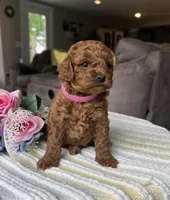 Zoey - Mini, a female Miniature Goldendoodle for sale in Warsaw, NY – 2 of 2