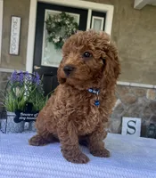 Zander - Mini, a female Miniature Goldendoodle for sale in Warsaw, NY – 4 of 4
