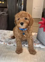 Bentley - Mini, a male Miniature Goldendoodle for sale in Warsaw, NY – Photo 2 of 4