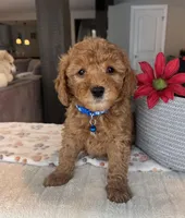 Bentley - Mini, a male Miniature Goldendoodle for sale in Warsaw, NY – Photo 4 of 4