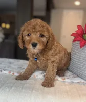 Bentley - Mini, a male Miniature Goldendoodle for sale in Warsaw, NY – Photo 1 of 4