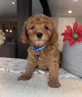 Bentley - Mini, a male Miniature Goldendoodle for sale in Warsaw, NY – Photo 3 of 4