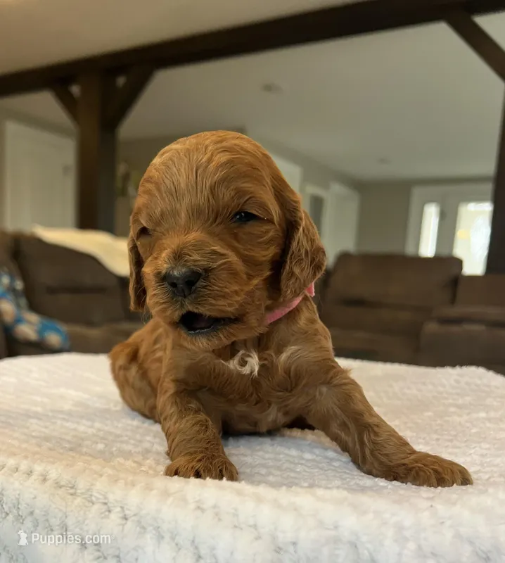 Hazel - Medium – Goldendoodle puppy for sale in Warsaw, NY